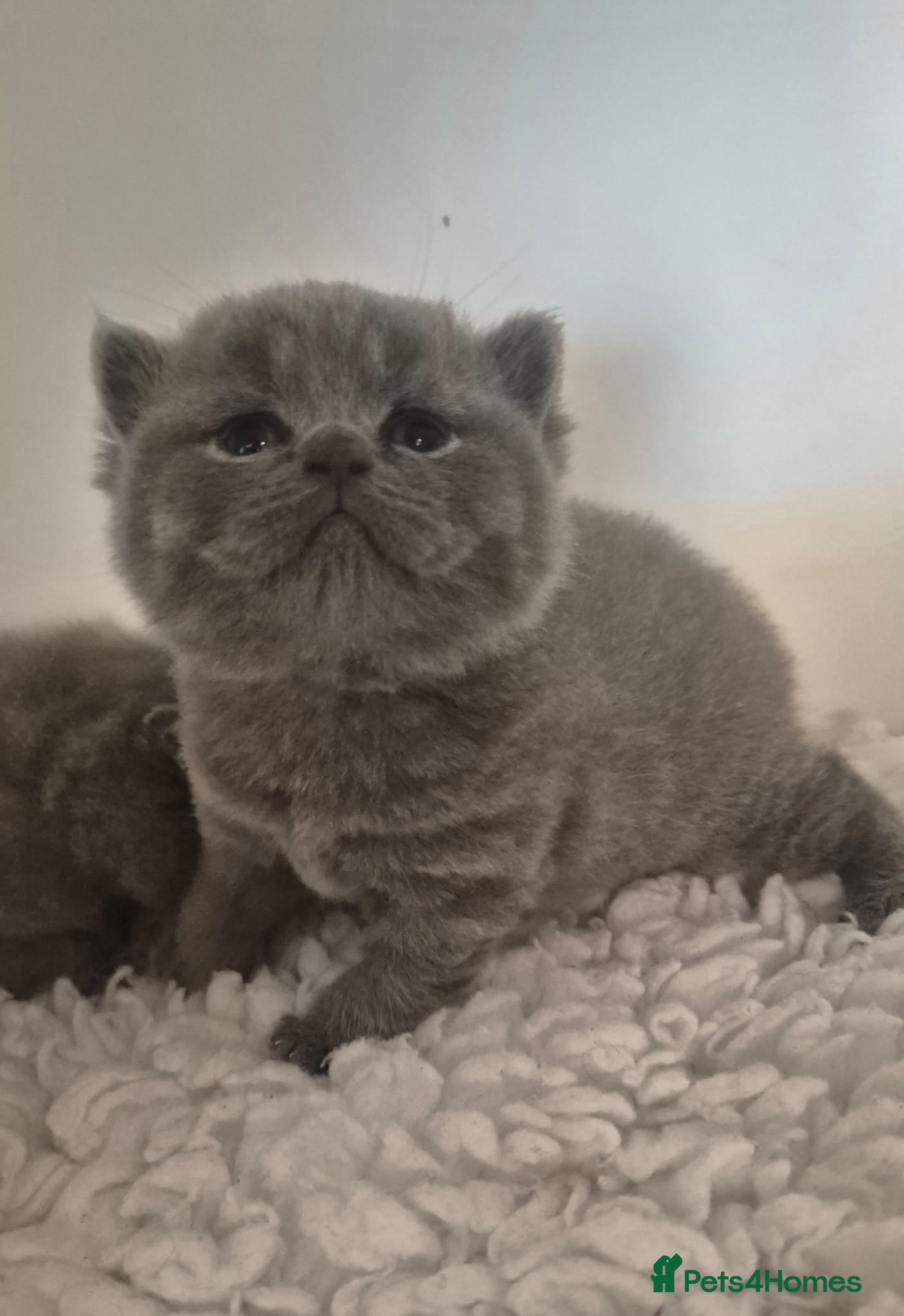 British Shorthair cats STUNNING CHUNKY BSH BLUE BOYS - Advert 1