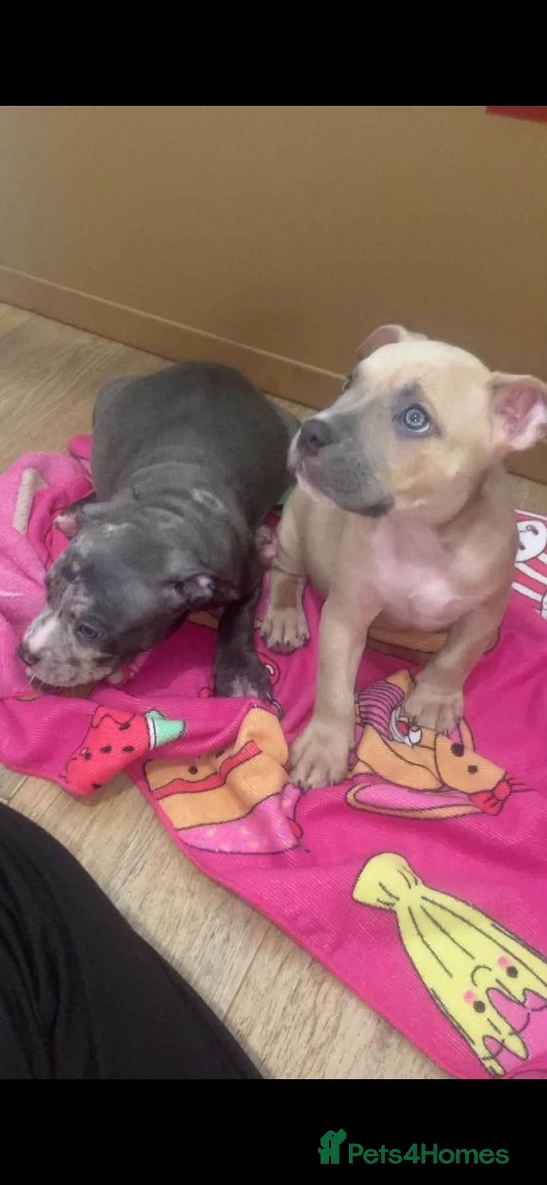 American Bully dogs for sale: 4 pups left ready to leave now - Advert 2
