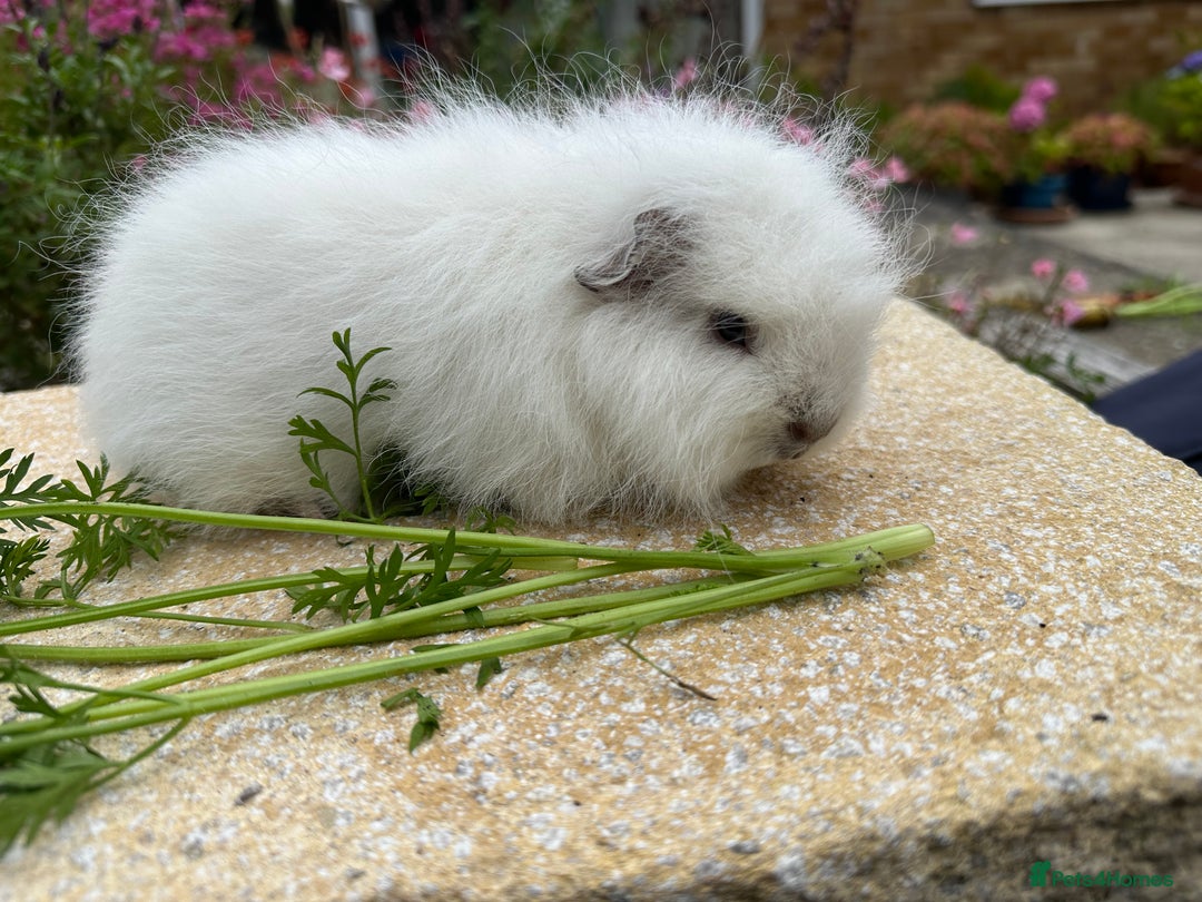 Guinea Pig rodents for sale: Beautiful Swiss guinea pig sows (girls) - Image 6