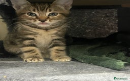 Mixed Breed cats for sale: ONE LEFT READY NOW - Image 5