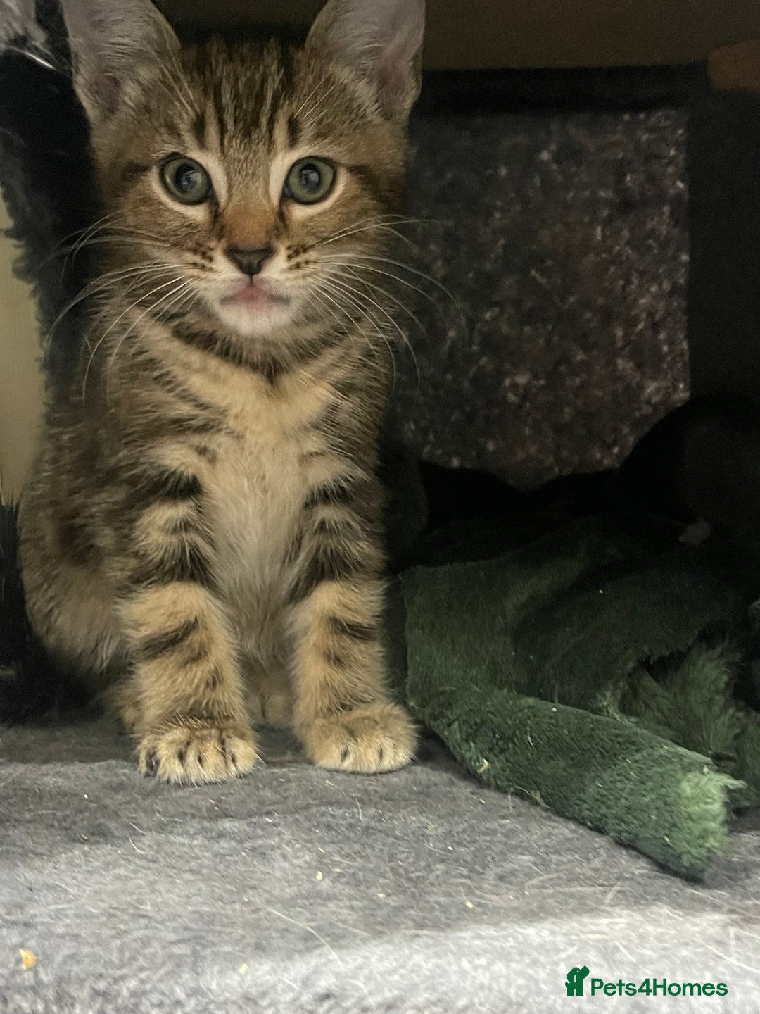 Mixed Breed cats for sale: ONE LEFT READY NOW - Image 5