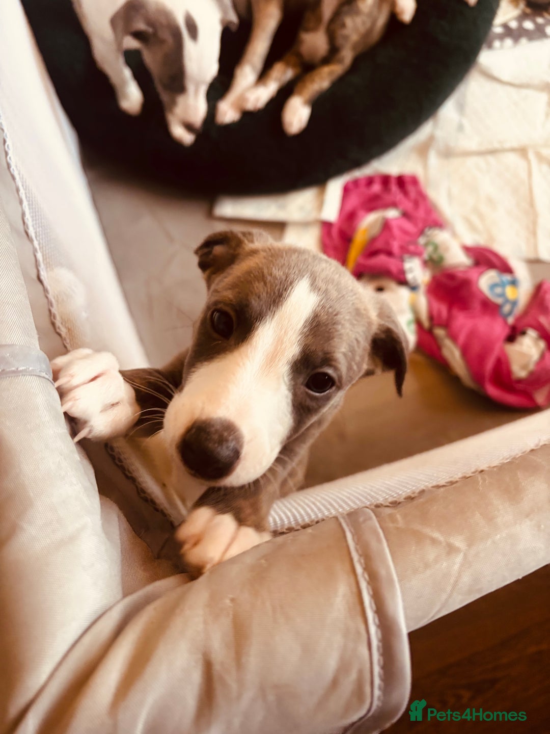 Whippet dogs for sale: Beautiful Blue Girl Whippet pup LAST ONE - Advert 26