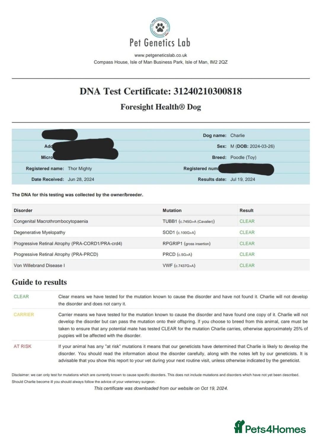 Toy Poodle dogs for stud: Red Toy Poodle Stud - Advert 4