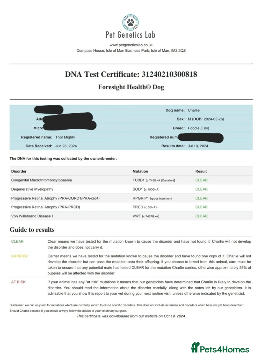 Toy Poodle dogs for stud: Red Toy Poodle Stud - Advert 4