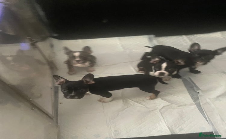 Mixed Breed dogs - Advert 1
