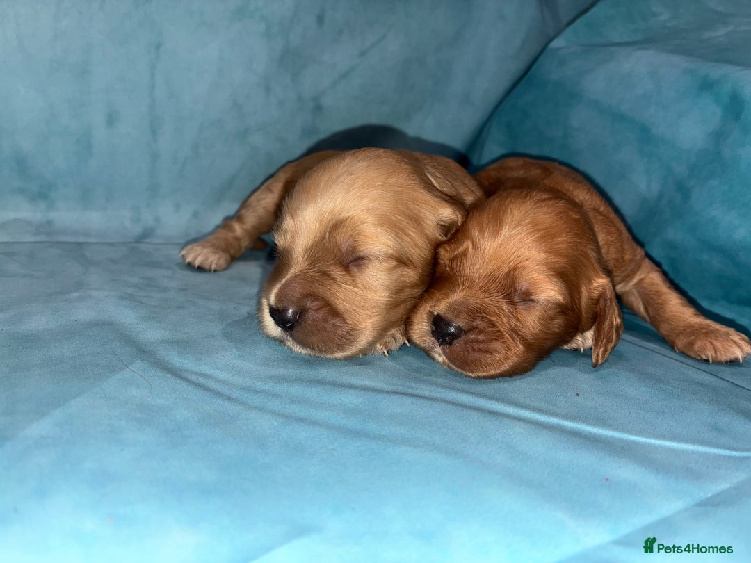 Cocker Spaniel dogs for sale: KC RED SHOW COCKER SPANIELS - Image 5