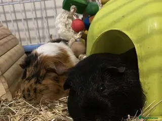 Guinea Pig rodents male Guinea pigs in Loughborough - Advert 1