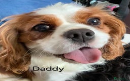 Cavalier King Charles Spaniel dogs for sale: KC Registered, Cavalier King Charles Spaniels  - Image 16