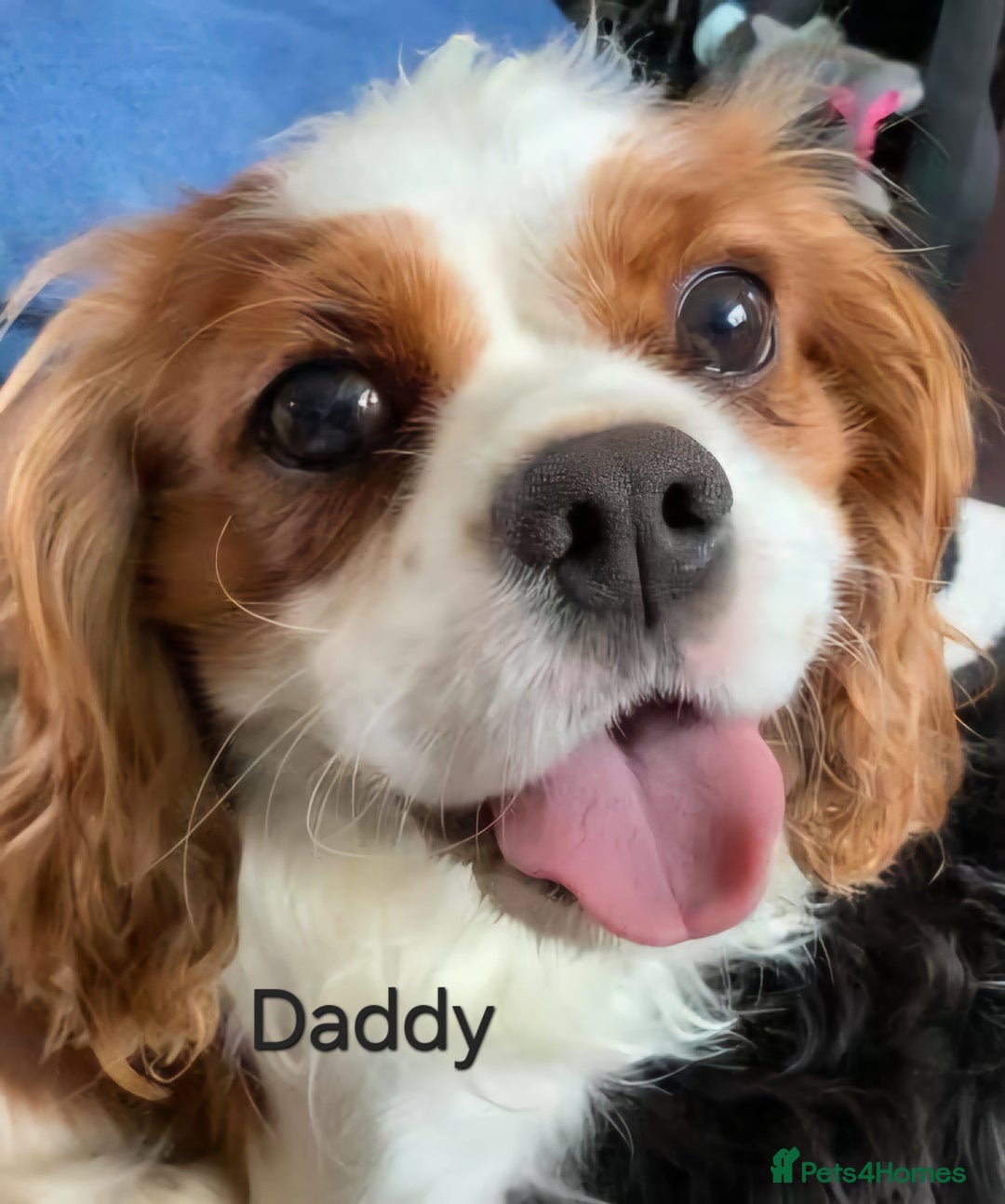 Cavalier King Charles Spaniel dogs for sale: KC Registered, Cavalier King Charles Spaniels  - Image 16