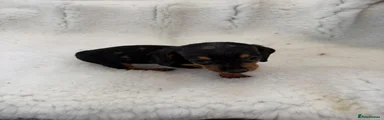 Miniature Dachshund 2