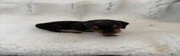 Miniature Dachshund dogs for sale: beautiful minature dapple dachshund puppies  in Pulborough - Advert 10