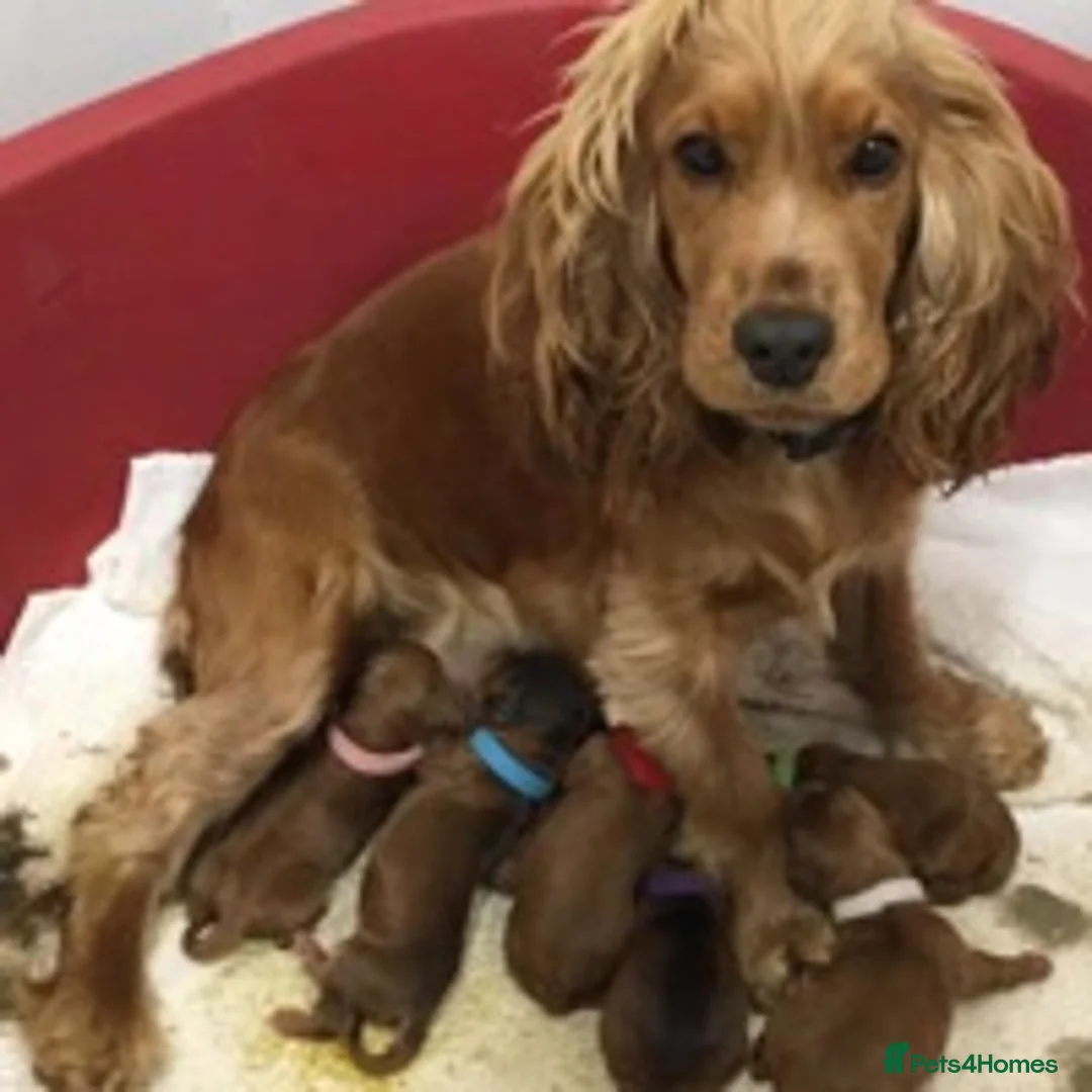 Miniature Poodle dogs for stud: KC registered miniature red poodle health tested in Alford - Advert 8