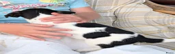 Jack Russell dogs for sale: Jack Russell Puppies for Sale - Advert 22