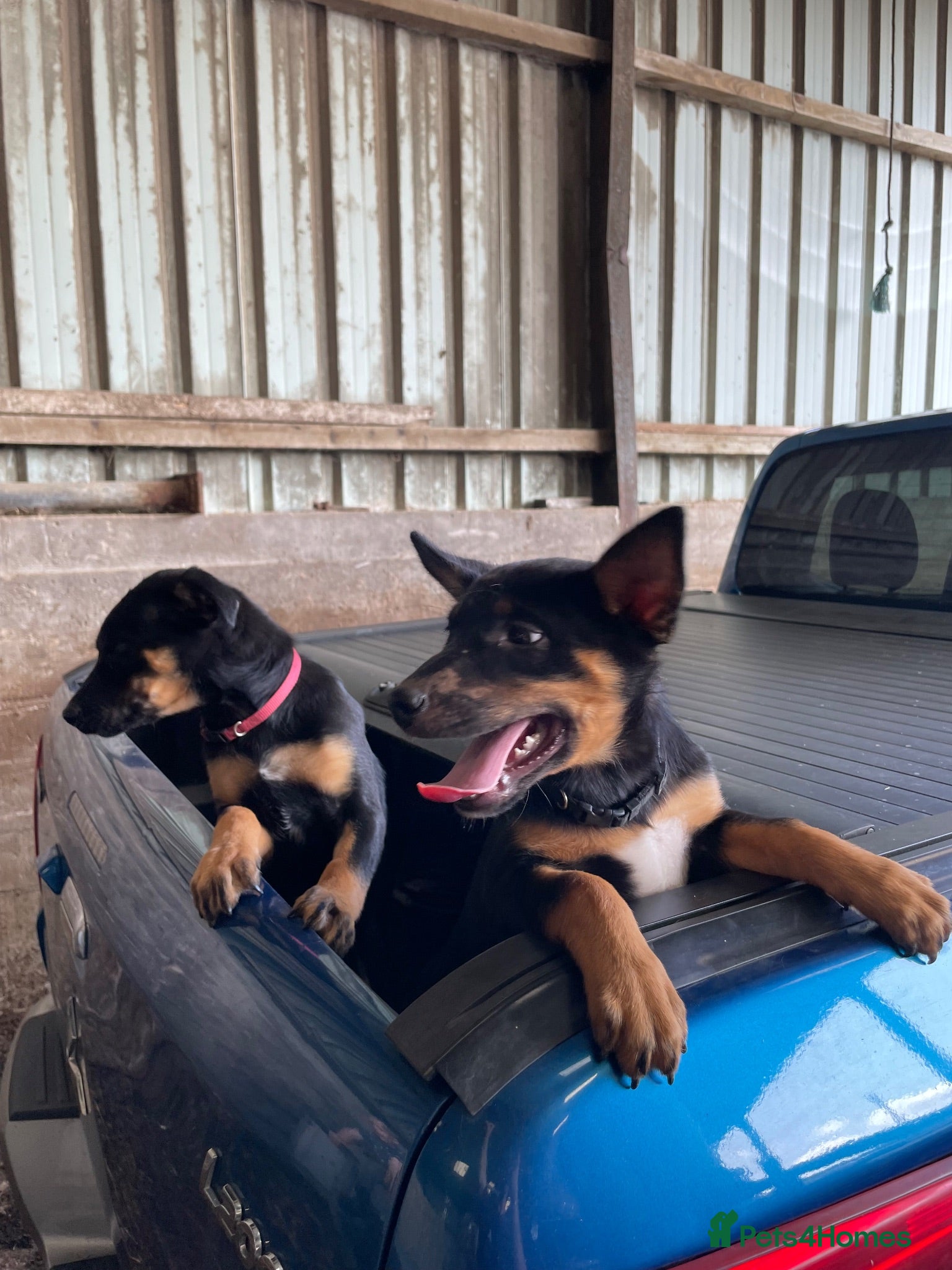 Mixed Breed dogs 3 x KELPIE X PUPS - BITCHES - Advert 5