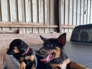 Mixed Breed dogs 3 x KELPIE X PUPS - BITCHES - Advert 2