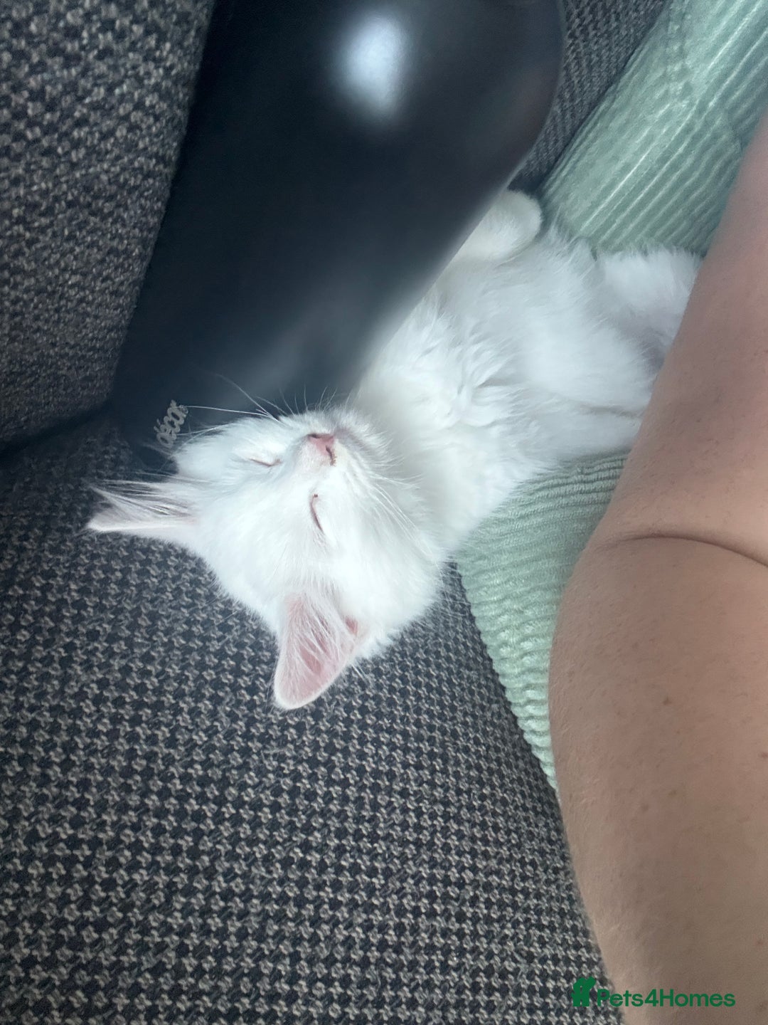 Ragdoll cats for sale: Ragdoll BSH cross kitten  - Image 4