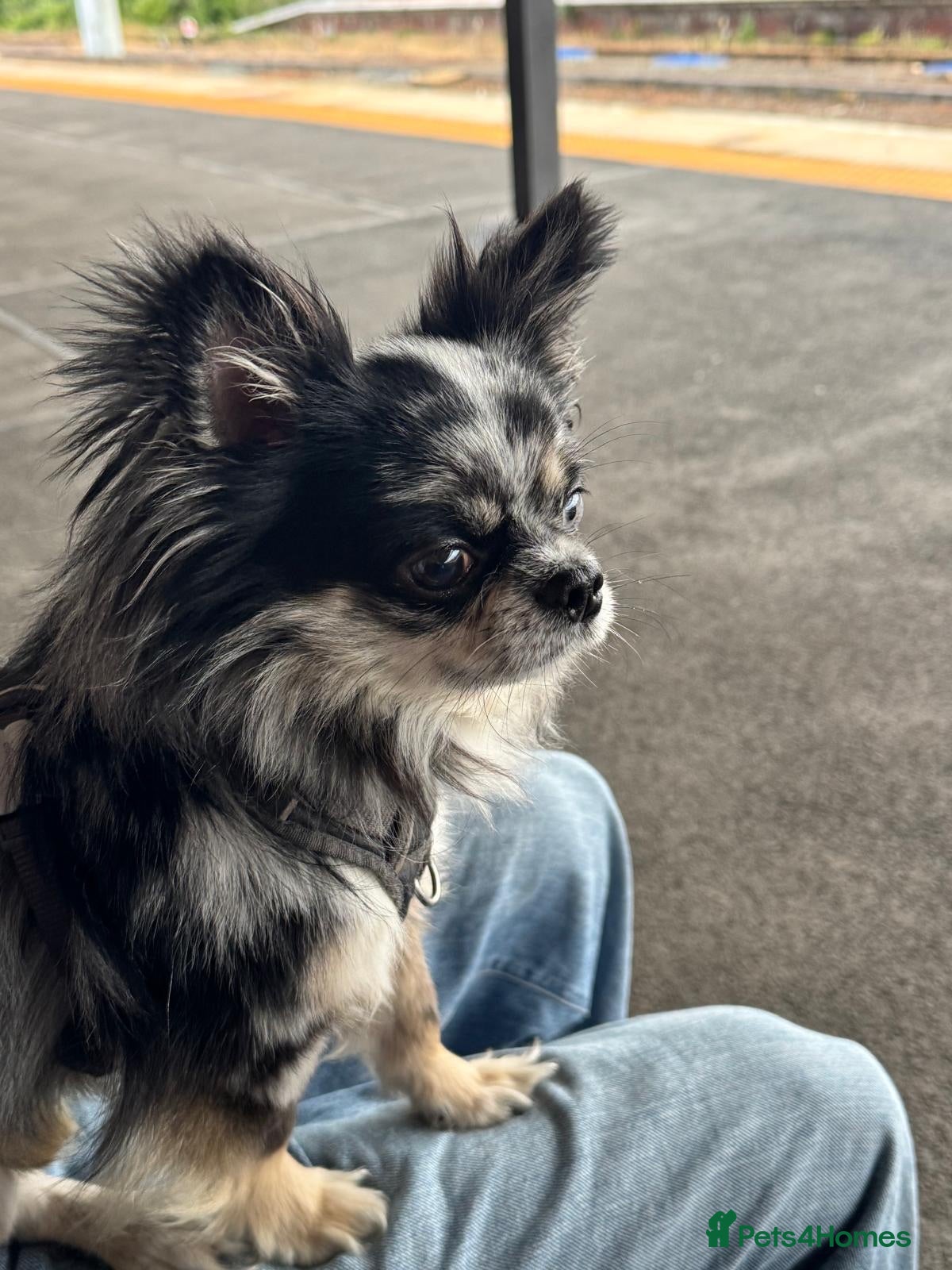 Chihuahua dogs Stud longhaired Merle Chihuahua  - Advert 2