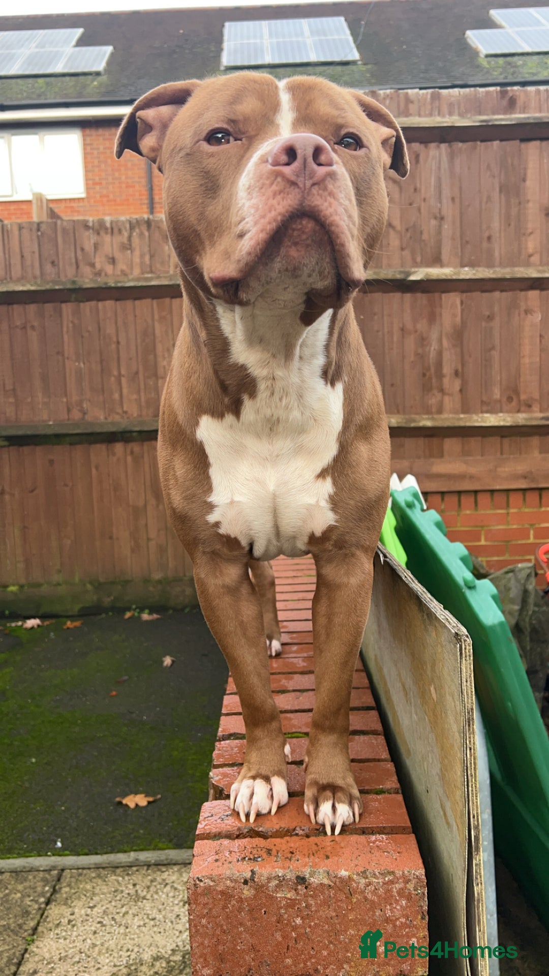 American Bull Staffy dogs for stud: Rocko American staffy stud - Advert 4