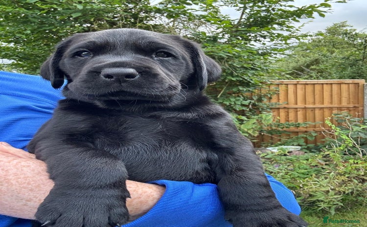 Labrador Retriever dogs - Advert 1