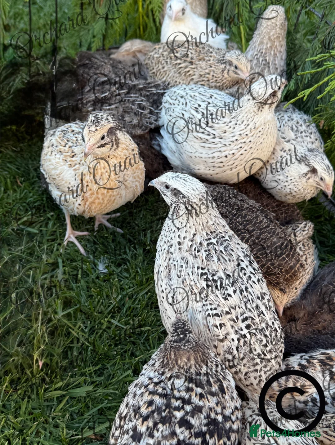 Quail poultry for sale:  Coturnix Quail Hatching eggs  - Advert 4