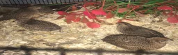 Quail poultry for sale: QUAILS/CHINESE PAINTED BUTTONS ! - Advert 26