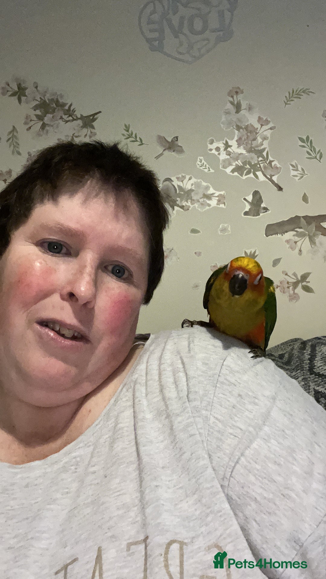 Conures birds for sale: Conure - Advert 2