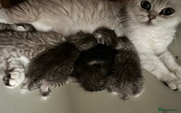 British Shorthair cats for sale: Silver Spotted Full Pedigree Registered BSH - Image 26