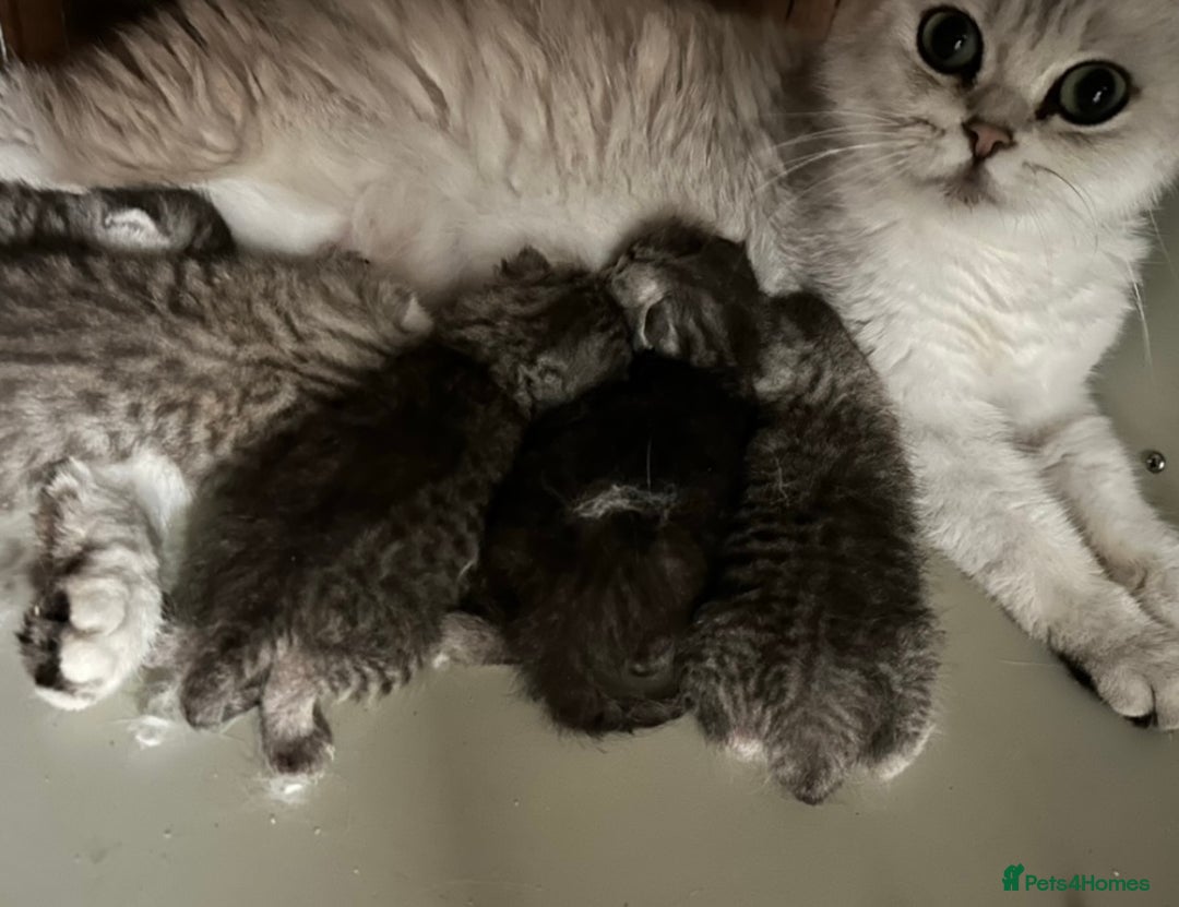 British Shorthair cats for sale: Silver Spotted Full Pedigree Registered BSH - Image 26
