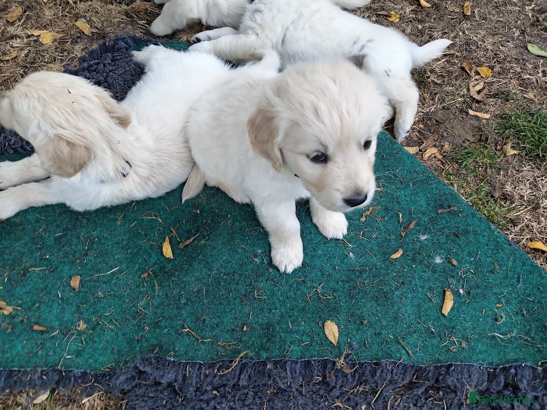 Golden Retriever dogs for sale: 1 beautiful female puppy - Image 6