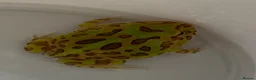Frog reptiles for sale: Pac-Man Frogs cb26  - Advert 9