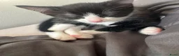 Domestic Shorthair cats for sale: 2 tuxedo kittens for sale - Advert 4