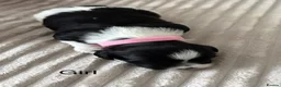 Shih Tzu dogs for sale: Beautiful Shih Tzu puppies  - Advert 5