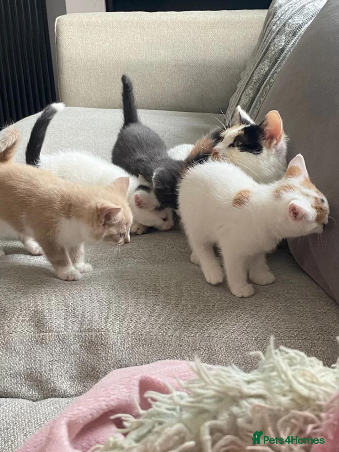 Mixed Breed cats for sale: Kittens  - Advert 2