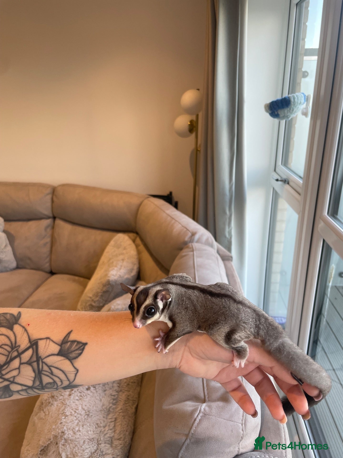 Sugar Glider rodents Grey Male Sugar Glider - Advert 12