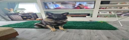 German Shepherd dogs for stud: 2year old Male for stud  - Advert 14