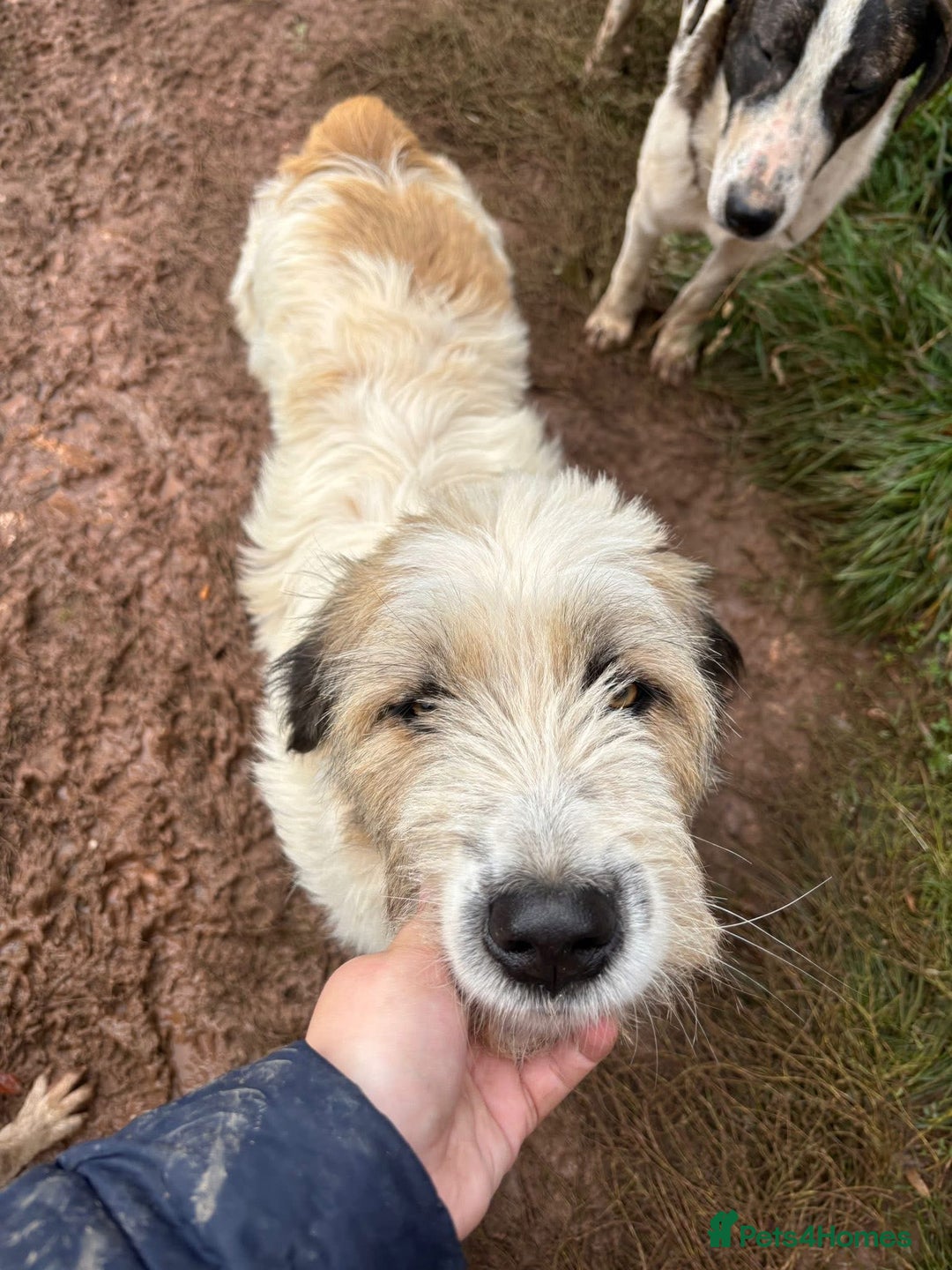 Mixed Breed dogs for adoption: URSA  3 YEARS OF WAITING FOR HER FIRST REAL CHANCE - Advert 2