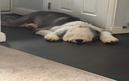 Old English Sheepdog dogs for stud: OLD ENGLISH SHEEPDOG for Stud KC Registered - Image 6