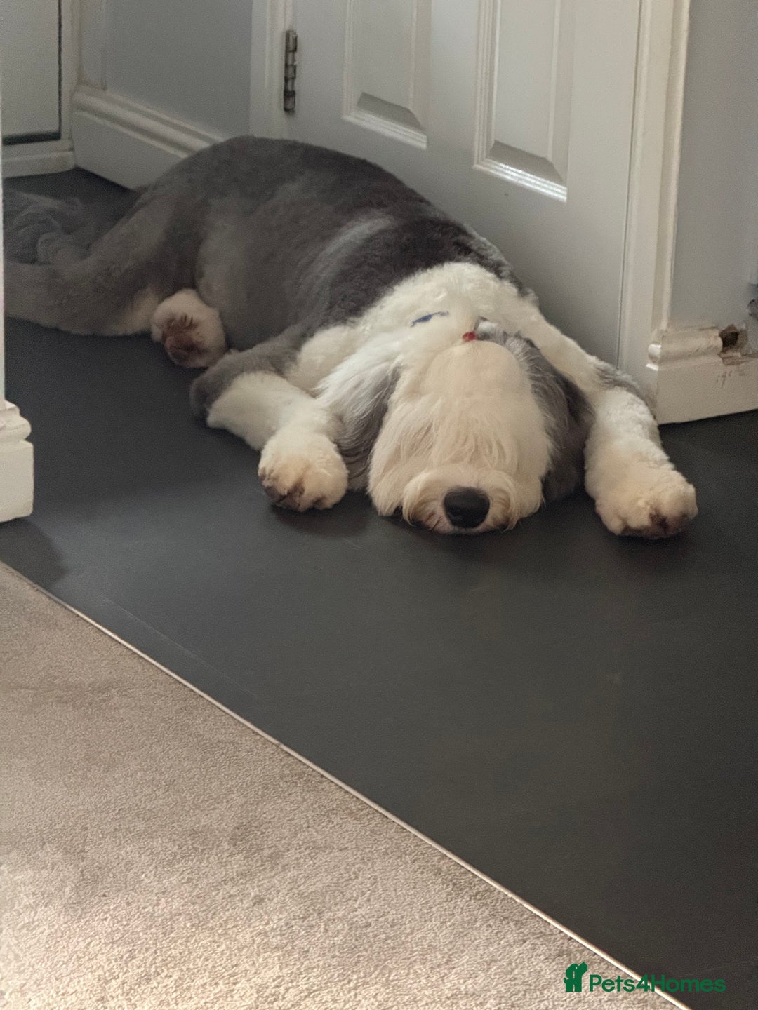Old English Sheepdog dogs for stud: OLD ENGLISH SHEEPDOG for Stud KC Registered - Image 6