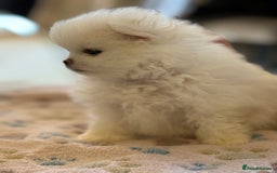 Pomeranian dogs for sale: KC Reg show quality Poms, 5 🌟 homes Only - Image 13