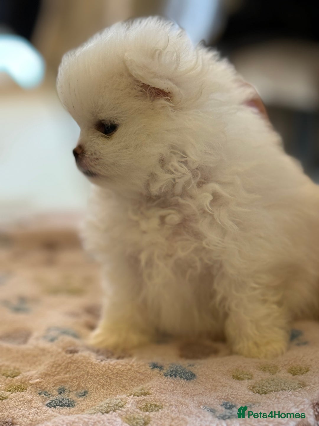 Pomeranian dogs for sale: KC Reg show quality Poms, 5 🌟 homes Only - Image 13