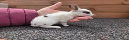 Rex rabbits for sale: Cute litter of Mini Rex baby bunnies - Advert 5
