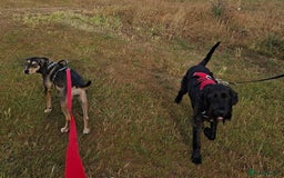 Mixed Breed dogs for adoption: FREYA - 18 Months Old, Hound Mix Girl - Image 8