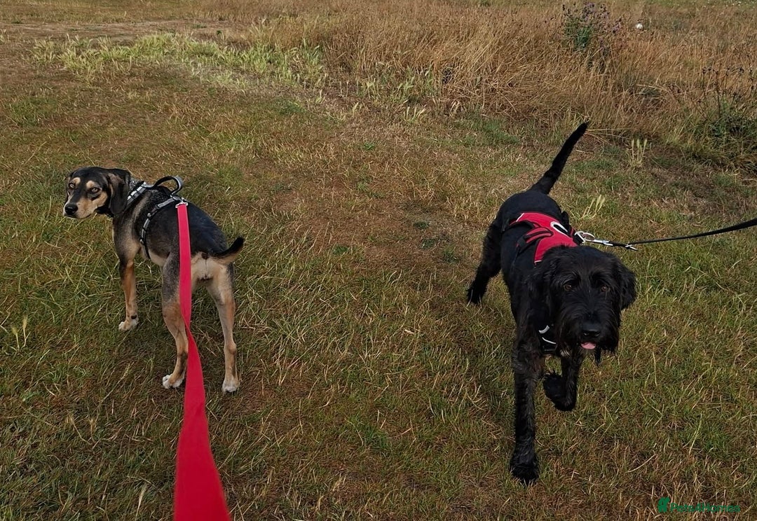 Mixed Breed dogs for adoption: FREYA - 18 Months Old, Hound Mix Girl - Image 8