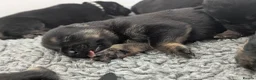 German Shepherd dogs for sale: Champion-Line KC Pups From Health Tested Parents - Advert 1