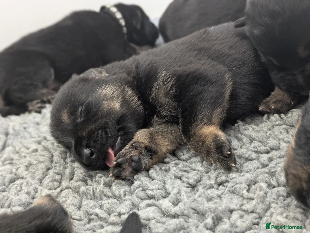 German Shepherd dogs for sale: Champion-Line KC Pups From Health Tested Parents - Advert 1