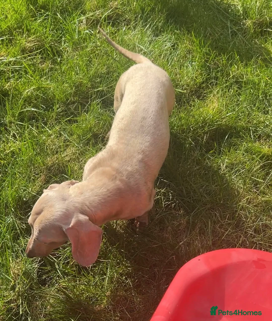 Miniature Dachshund dogs for stud: ⭐️ TRIGGER⭐️ smooth hair Isabella & Tan STUD in Mexborough - Advert 21