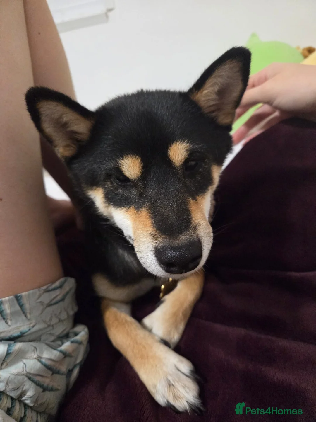 Japanese Shiba Inu dogs for adoption: 🐾 Loving Home Wanted for Sushi 🐾 - Advert 2