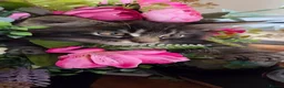 Maine Coon cats for sale: 1 male maincoon  - Advert 3
