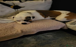 Mixed Breed dogs for sale: Urgent rehome for my 1 year old male  - Image 3