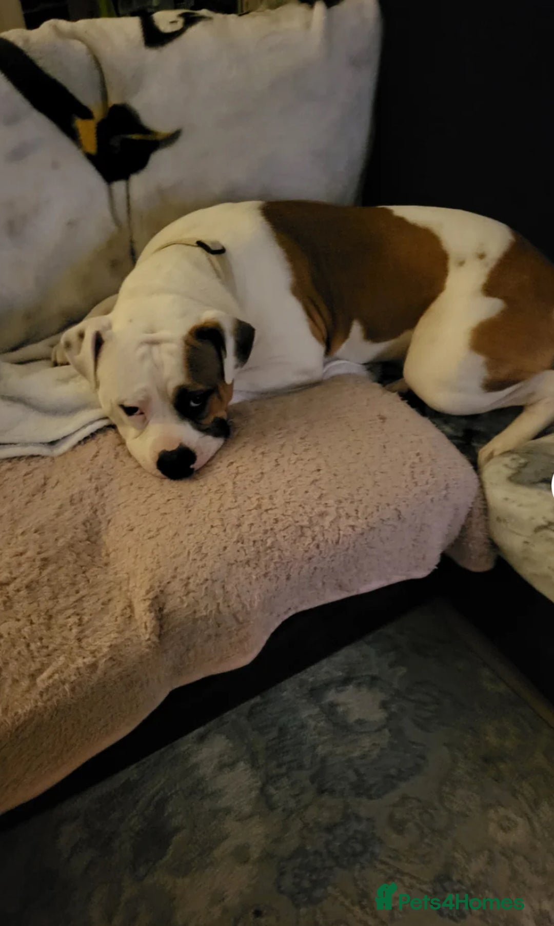 Mixed Breed dogs for sale: Urgent rehome for my 1 year old male  - Image 3